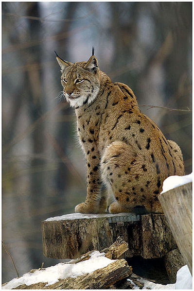 399px-Lynx_lynx2.jpg