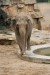 400px-Asian_Elephant_Prague_Zoo.jpg